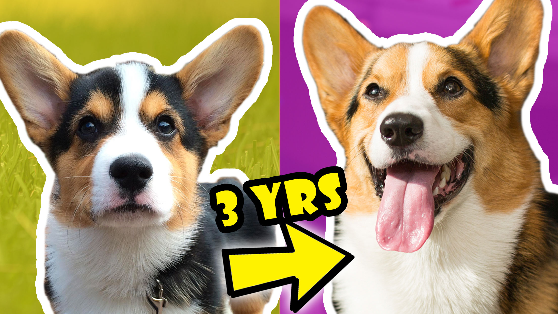 CORGI PUPPY Vs ADULT DOG COMPARISON Year 3