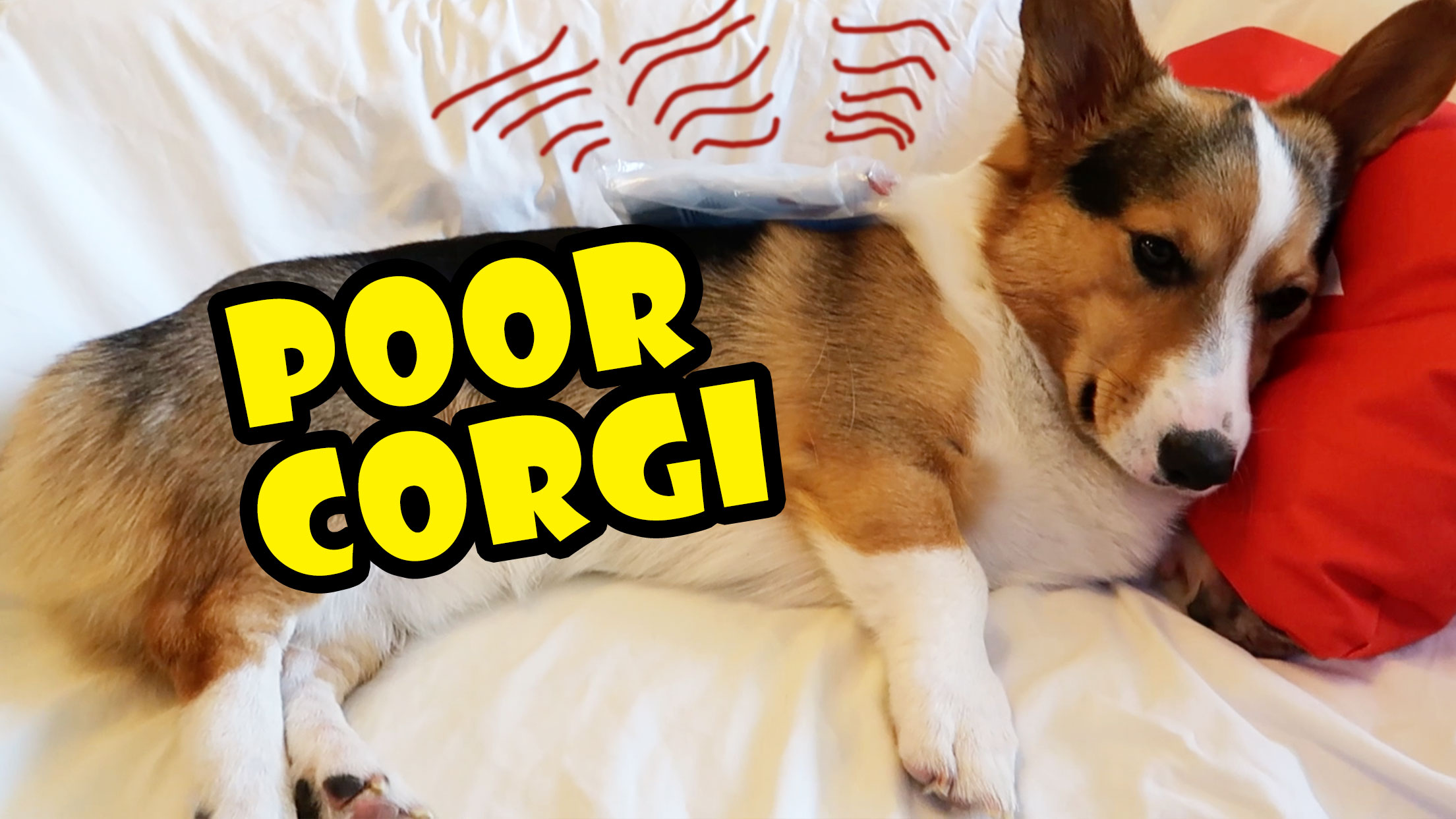 POOR CORGIS BACK INJURED - Refuses to Play